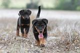 BEAUCERON - PUPPIES 150